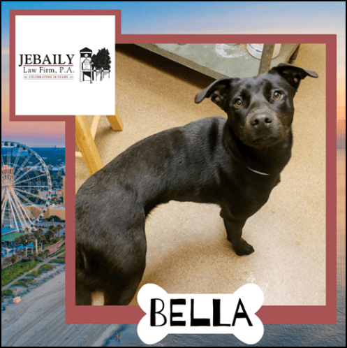 #JebailyintheCommunity #DogoftheMonth for January 2020: Bella!