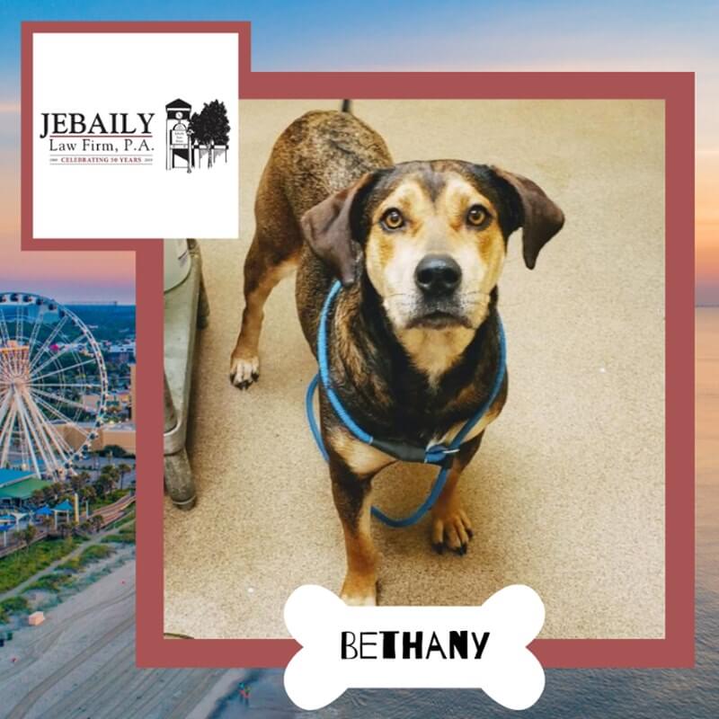 Dog Of the Month, Bethany!