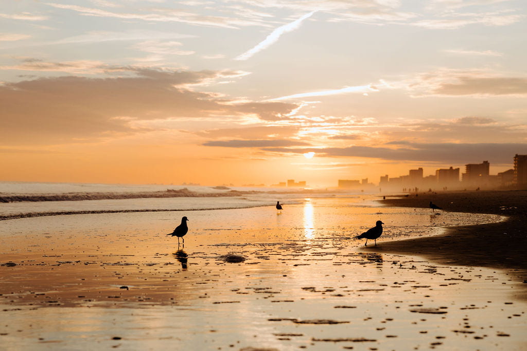 Myrtle Beach shoreline at sunset with birds