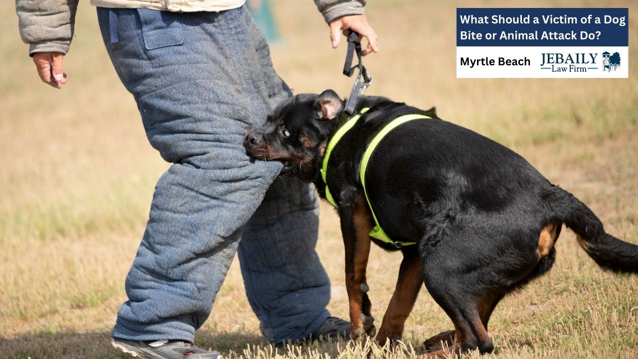 The image features a Rottweiler dog, primarily black with brown markings on its legs and face, biting into the lower leg of a person.