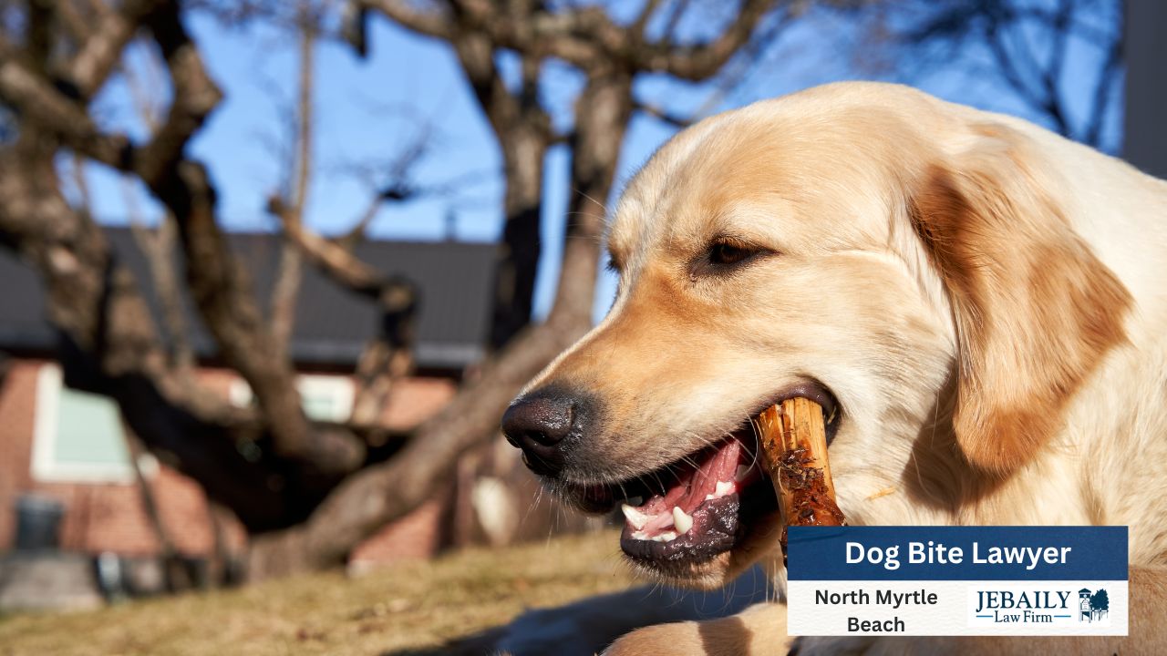 Dog Bite Lawyer